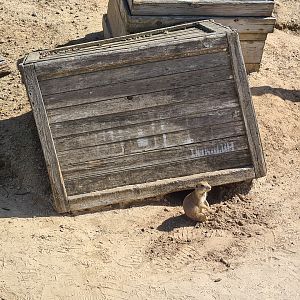 Serenga - Black-tailed prairiedog