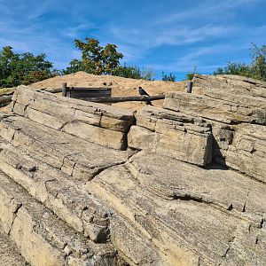 Serenga - Wild corvid in Prairiedog area