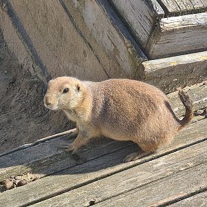 Serenga - Black-tailed prairiedog