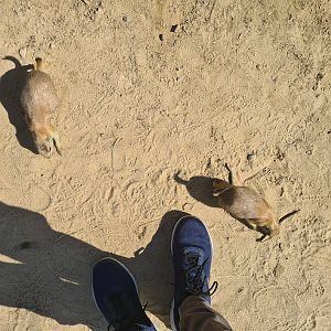 Serenga - Curious prairiedogs