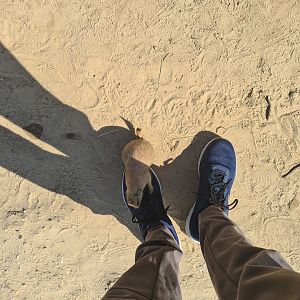 Serenga - The little bugger that peed on my shoe