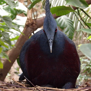 Victoria Crowned Pigeon (Goura victoria)
