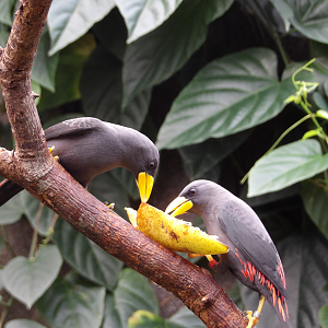 Grosbeak Starling (Scissirostrum dubium)