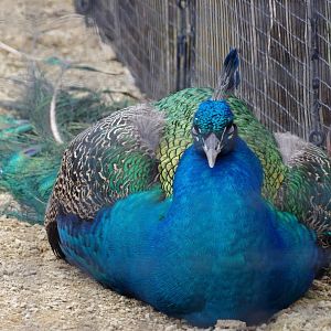 Indian Peafowl (Pavo cristatus)