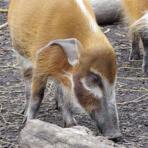 Red River Hog (Potamochoerus porcus)