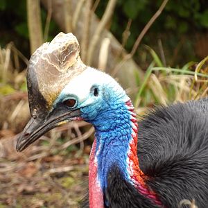Southern Cassowary (Casuarius casuarius)