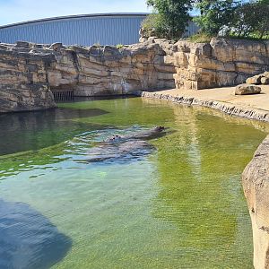 Serenga - Hippo enclosure
