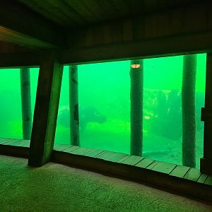 Serenga - Hippo underwater viewing