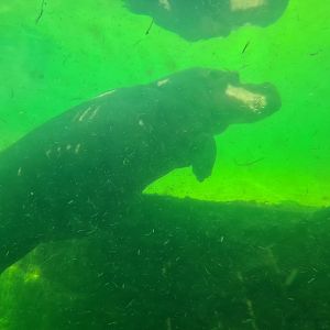 Serenga - Hippo underwater