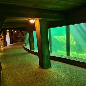 Serenga - Hippo underwater viewing gallery