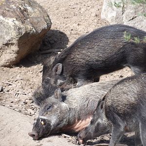Visayan Warty Pig (Sus cebifrons)