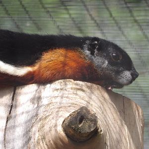 Prevost's Squirrel (Callosciurus prevostii)