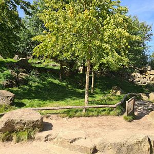 Serenga - Swamp wallaby walkthrough