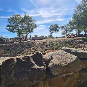 Serenga - First view of Desert enclosure