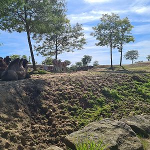 Serenga - First view of Desert enclosure