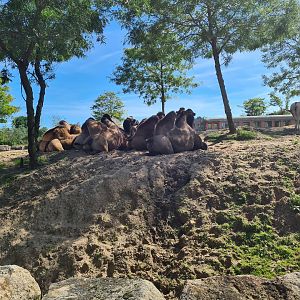 Serenga - First view of Desert enclosure