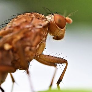 Yellow Dung Fly (Scathophaga stercoraria)