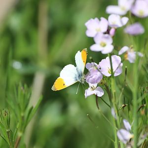 Orange-tip (Anthocharis cardamines)