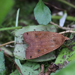 Large Yellow Underwing (Noctua pronuba)