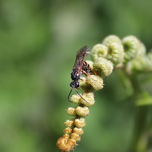 Strongylogaster multifasciata
