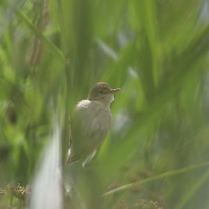 Eurasian Reed Warbler
