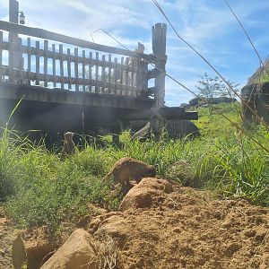 Serenga - Lower viewing point of Meerkat enclosure
