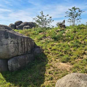 Serenga - Meerkat enclosure