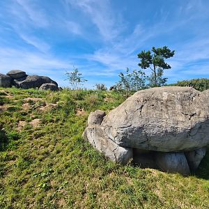 Serenga - Meerkat enclosure