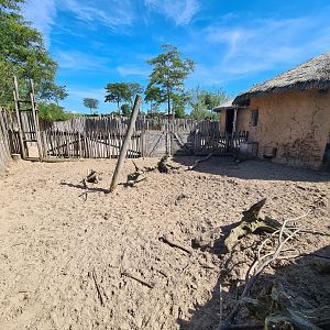 Serenga - Red river hog enclosure