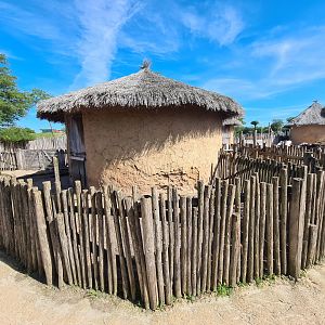 Serenga - Red river hog enclosure