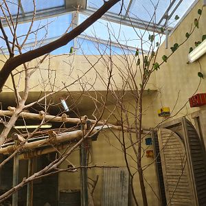 Serenga - Lovebird and Quail enclosure within Momma's restaurant