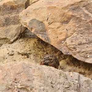 Serenga - Harlequin quail
