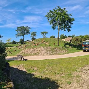 Serenga - Serenga Safari