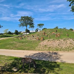 Serenga - Serenga Safari