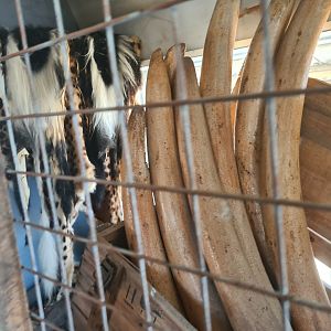 Serenga - Poacher's haul