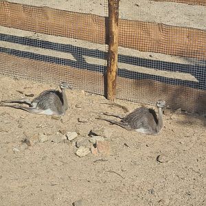 Serenga - Rhea chicks