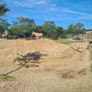 Serenga - Desert enclosure viewed from derailed train
