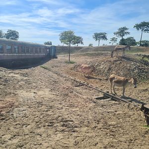 Serenga - Desert enclosure viewed from derailed train