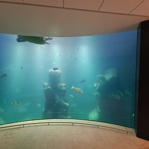 Animazia - Main aquarium