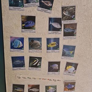 Animazia - Main tank signage