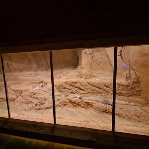 Animazia - Naked mole-rat enclosure