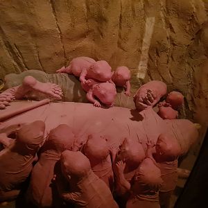 Animazia - Mildly terrifying giant Naked mole-rat statue