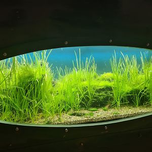 Animazia - Indonesian tank