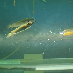 Animazia - Wrestling halfbeak