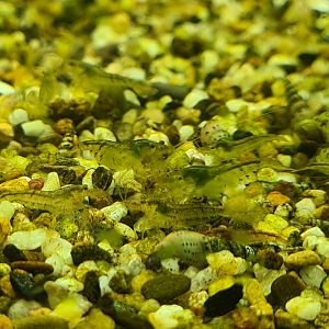 Animazia - Unsigned shrimp