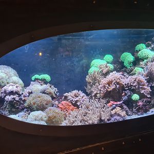 Animazia - Seahorse tank