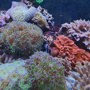 Animazia - Banggai cardinalfish