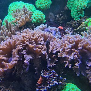 Animazia - Slender seahorse