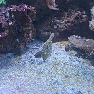Animazia - Bristle-tail filefish