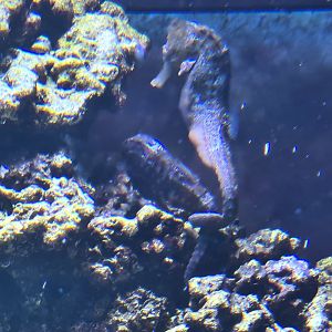 Animazia - Slender seahorses